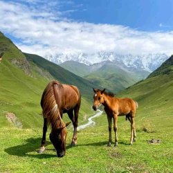 horses in ushguli