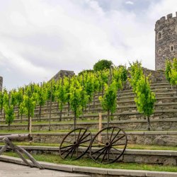 View to green grape plants with old wooden wheels, container and Rabati towers in background